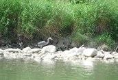Saugeen River near Port Elgin
